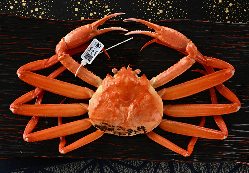 越前がにと越前紅ズワイがにの食べ比べ!かに尽くしコース